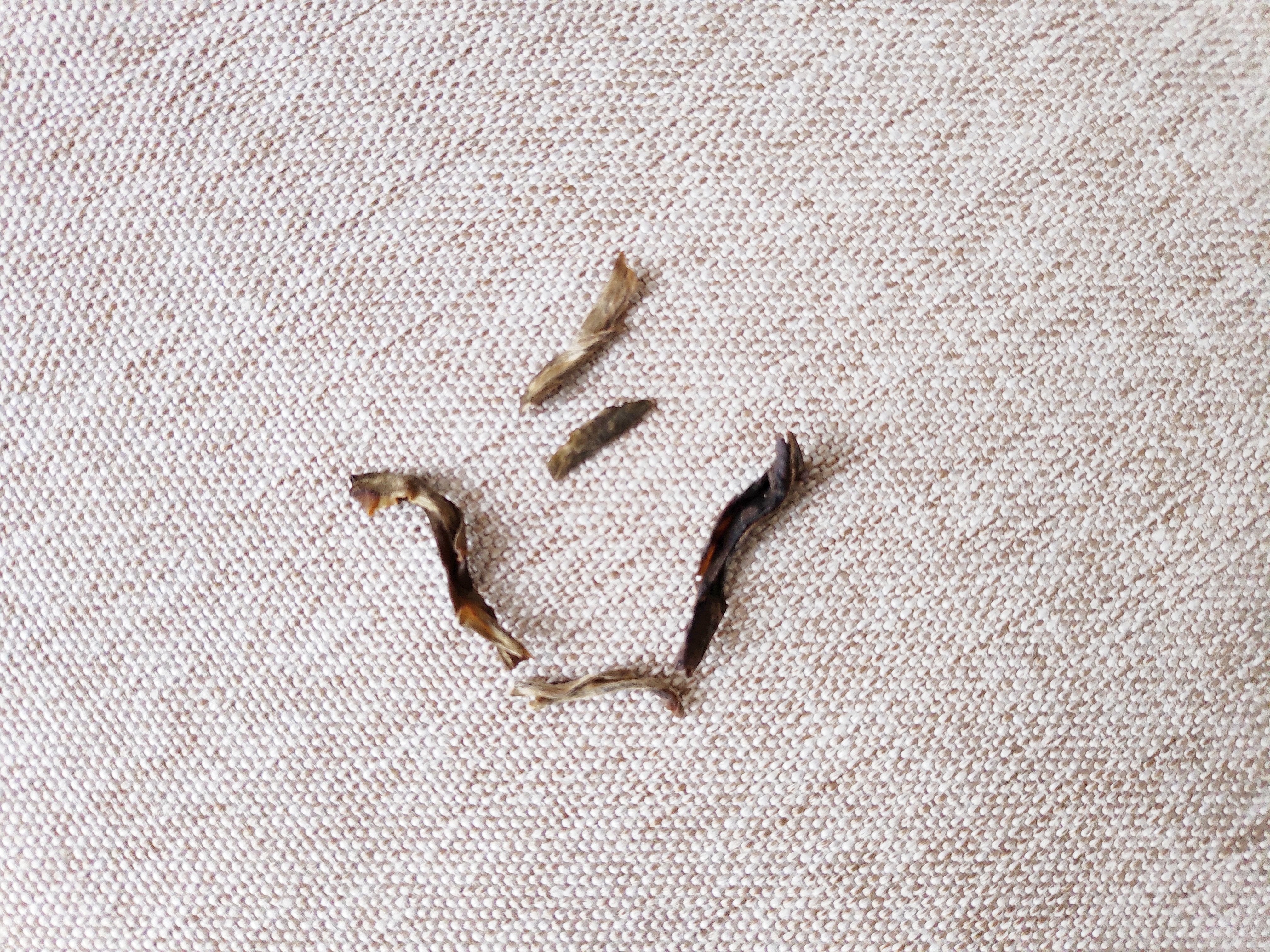 A Trip to the Deep Forest | Ancient Tree Raw Pu’er