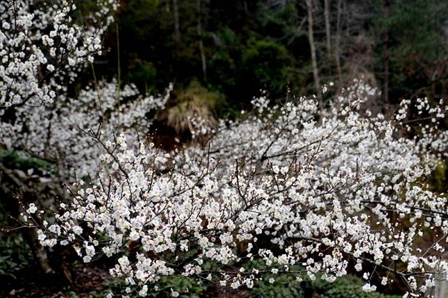 Get Romantic with Dragon Well