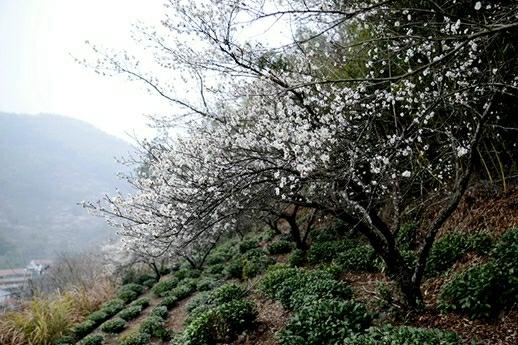 Get Romantic with Dragon Well