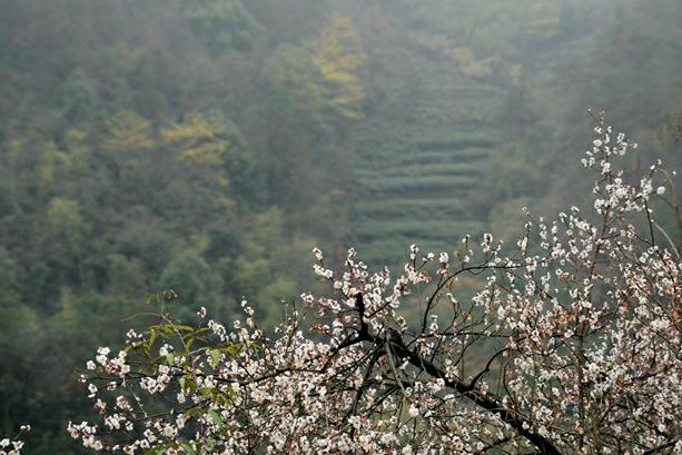 Get Romantic with Dragon Well