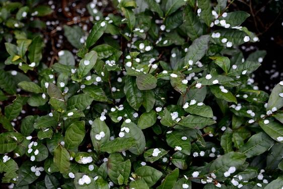 Get Romantic with Dragon Well