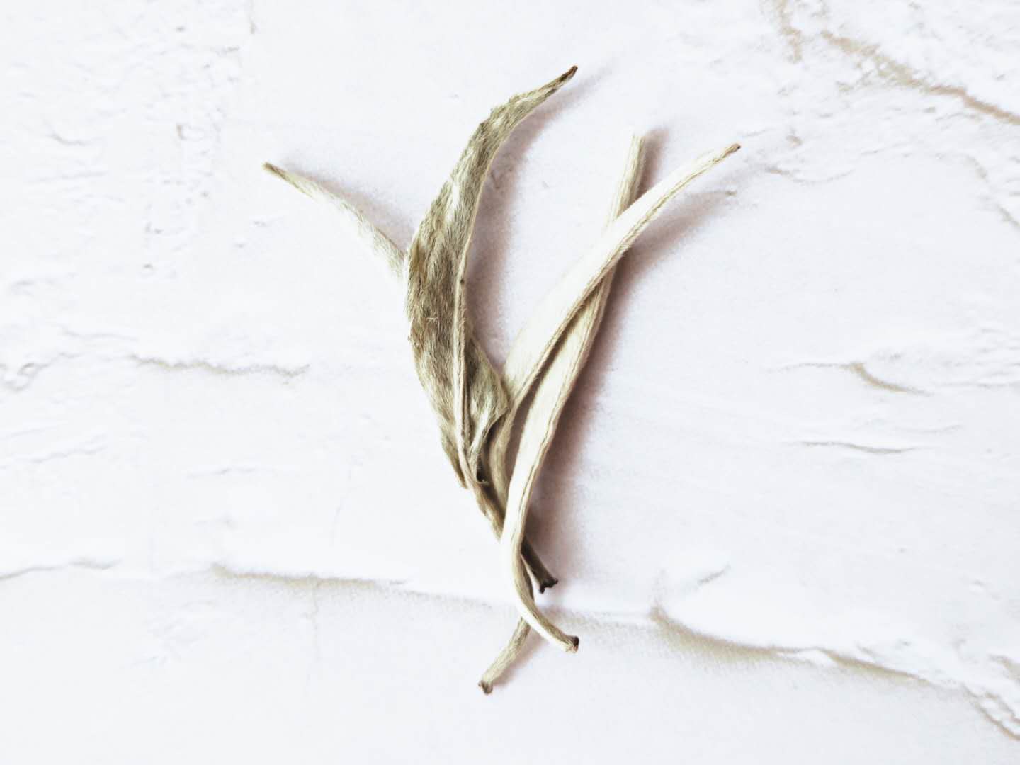 Silver Needle for TLC